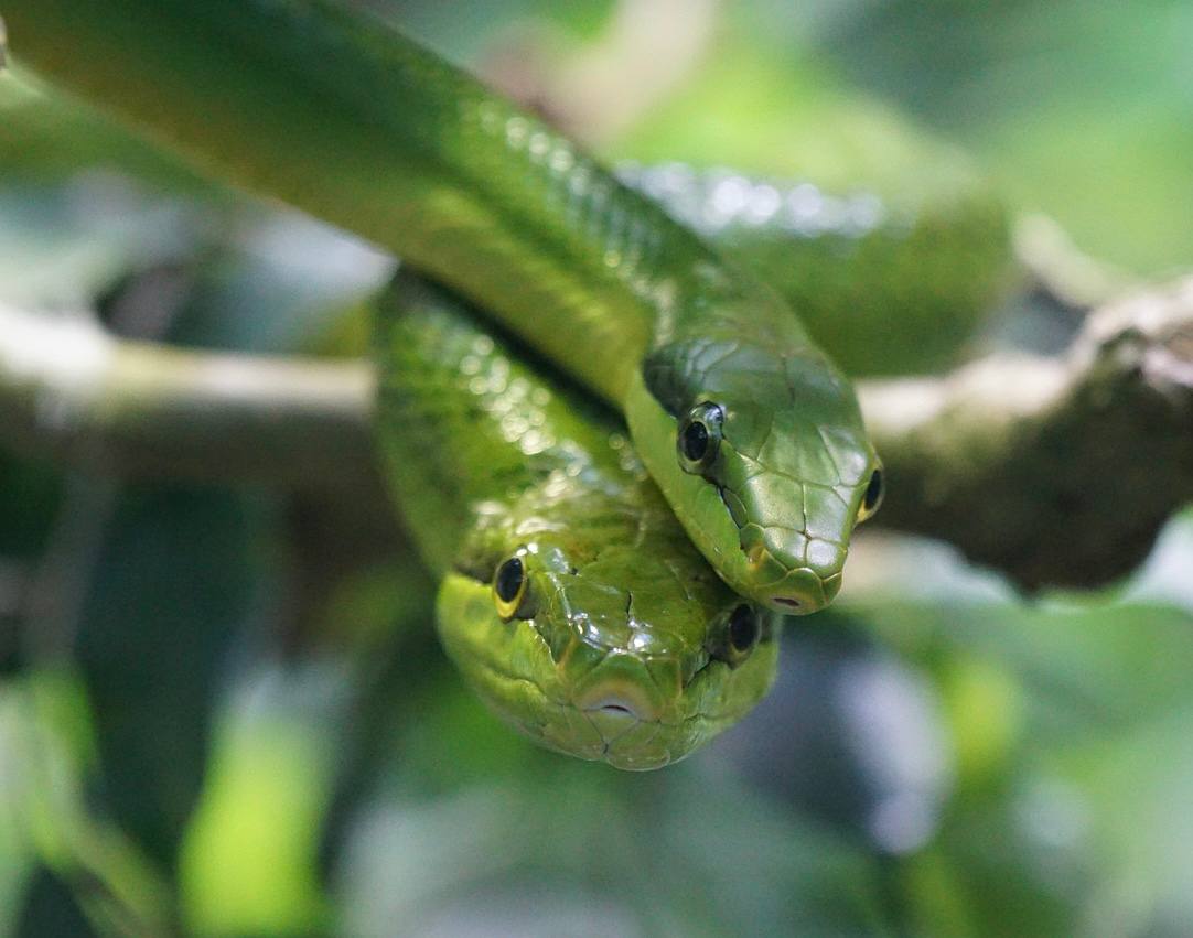 Змеи на Пхукете — виды, опасность, правила поведения и куда обратиться за помощью