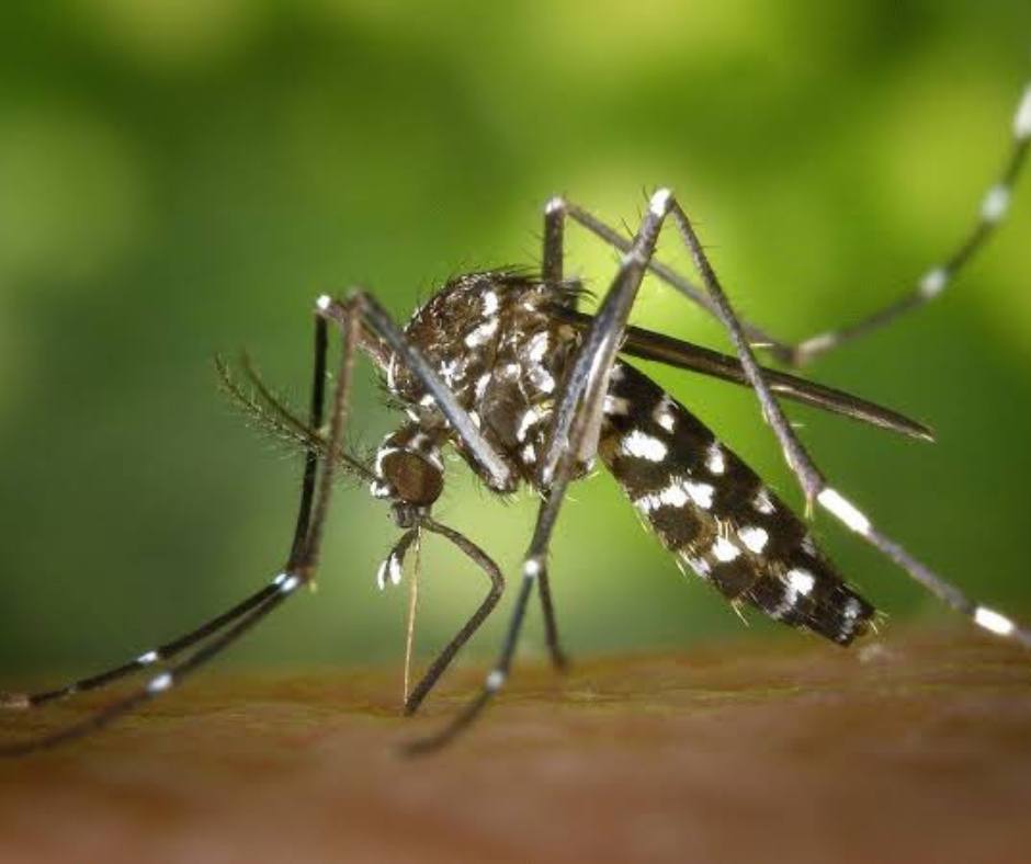 Dengue Fever in Phuket: Should Tourists Worry?