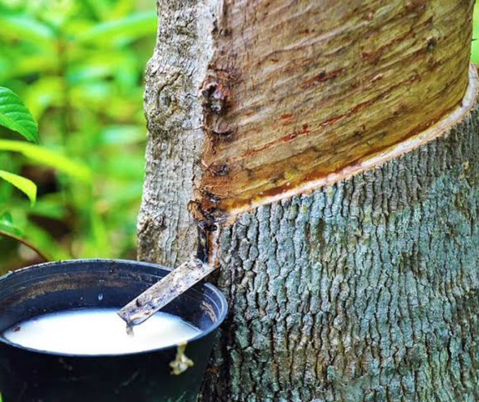 Latex in Phuket and products made from it