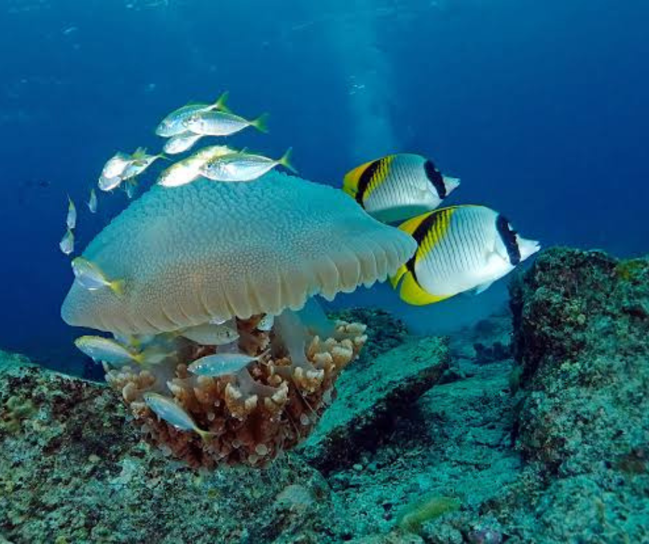 Jellyfish in Phuket: their varieties and first aid when encountering them