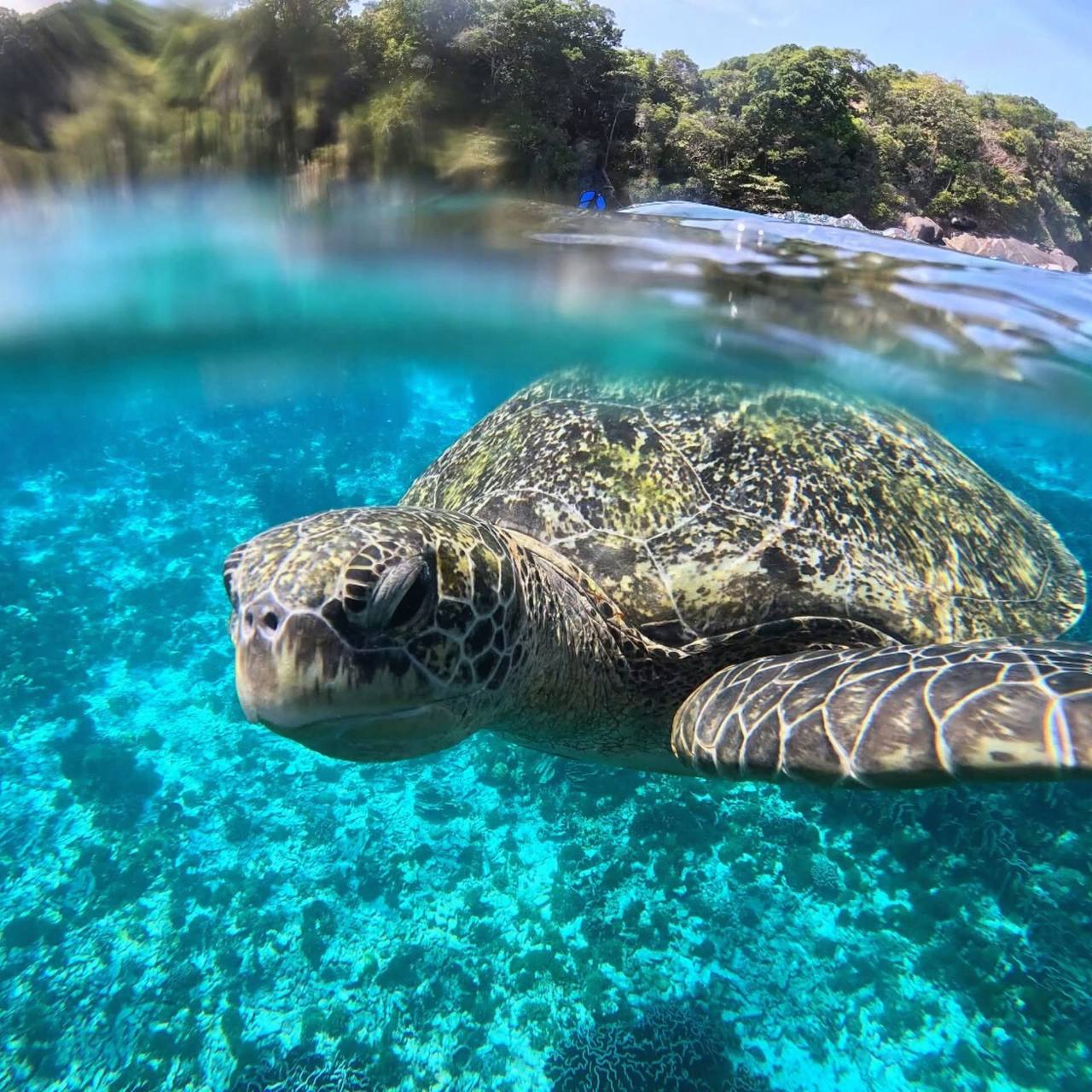 Diving in Phuket: Thailand's Underwater Paradise for Beginners and Experts 